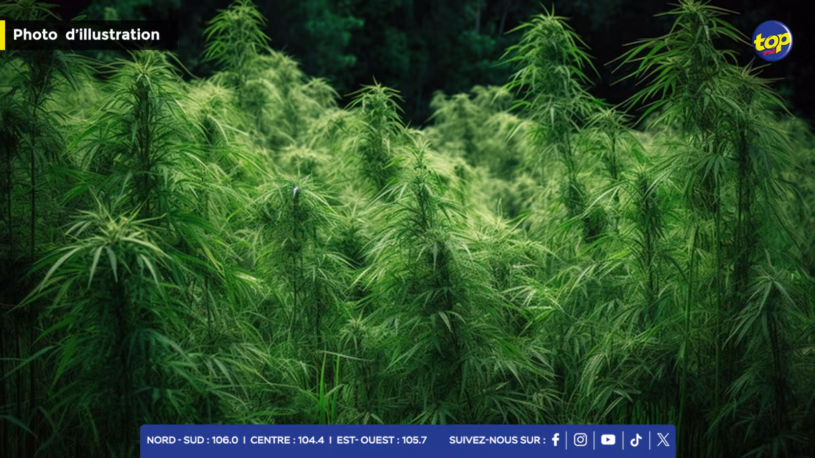 À Pétrin : plus de 1 300 plants de cannabis déracinés par l’ADSU 