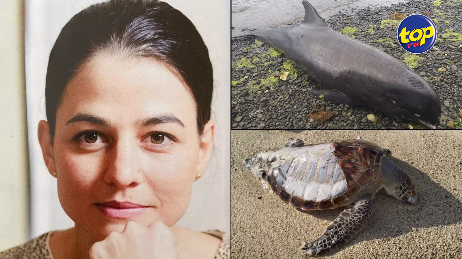 Mammifères marins en danger dans le Sud-est du pays: ‘Leker casser, dans place zot repare zot erreur, zot p ale fer meeting dans PMO’, s’insurge Joanna Bérenger