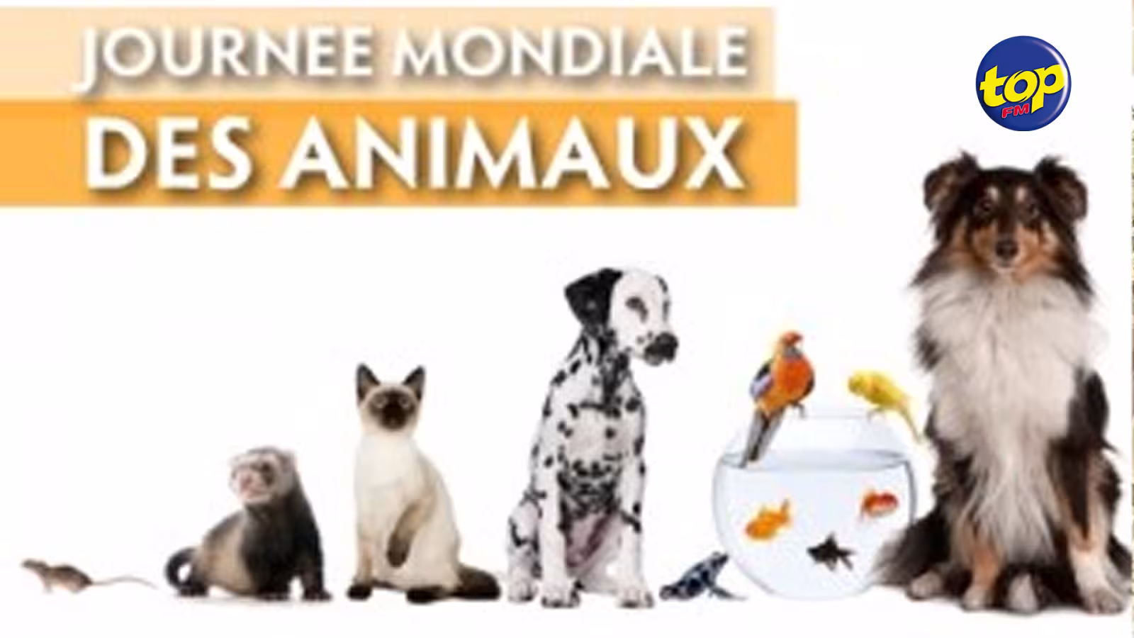En cette Journée mondiale des animaux : cri de cœur de Pretty Saachi de l’association Rescuer of Animals in Distress ; « Arrêtez de maltraiter nos animaux !!!!!! »