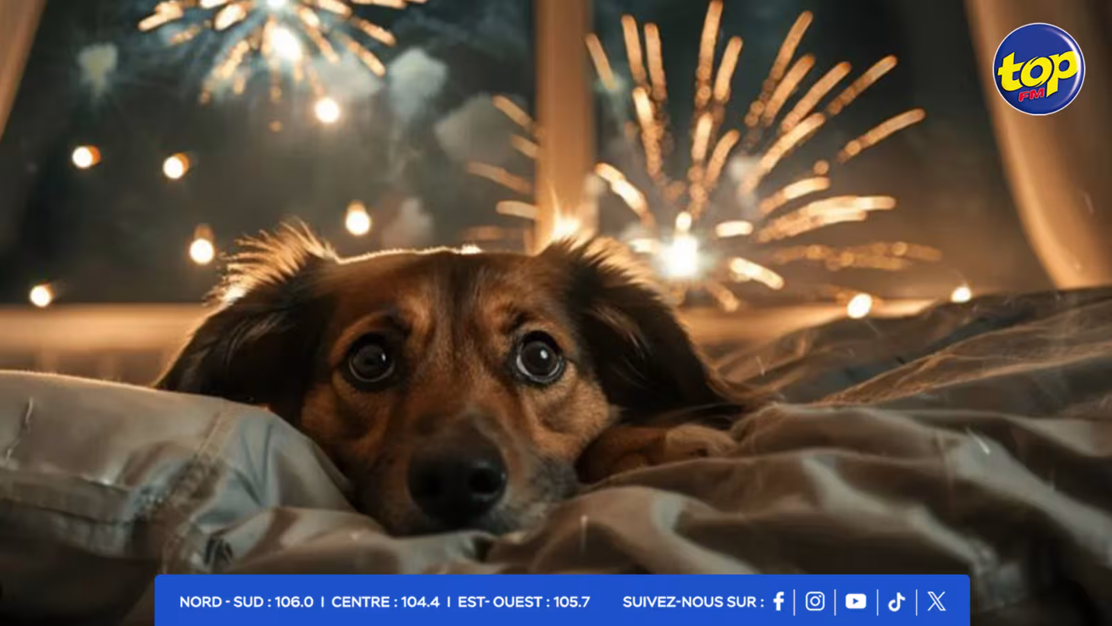 L’impact-des-feux-d'artifice-sur-les-chiens