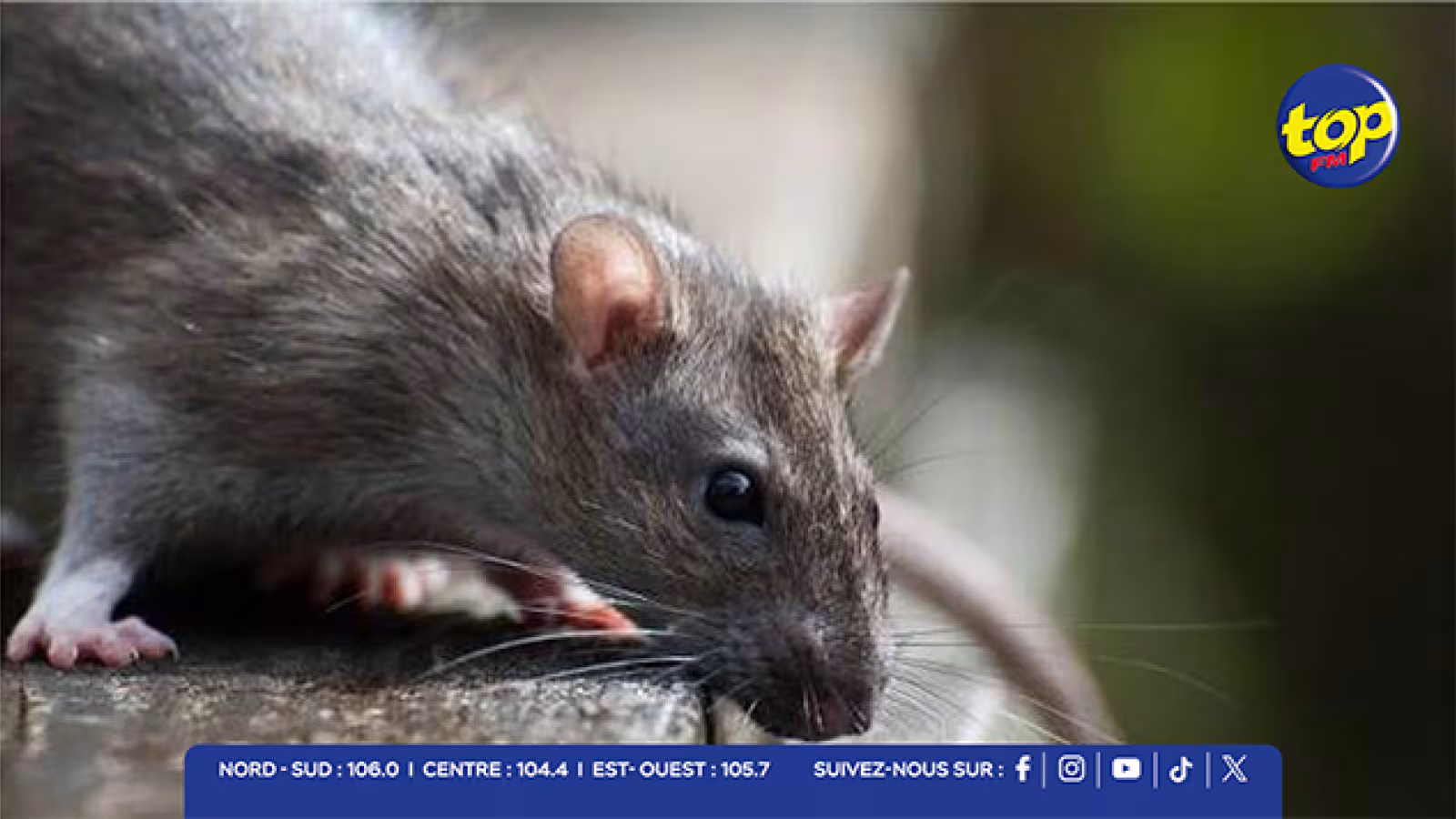 Santé : Cas de leptospirose confirmé chez un patient rodriguais transféré à Maurice
