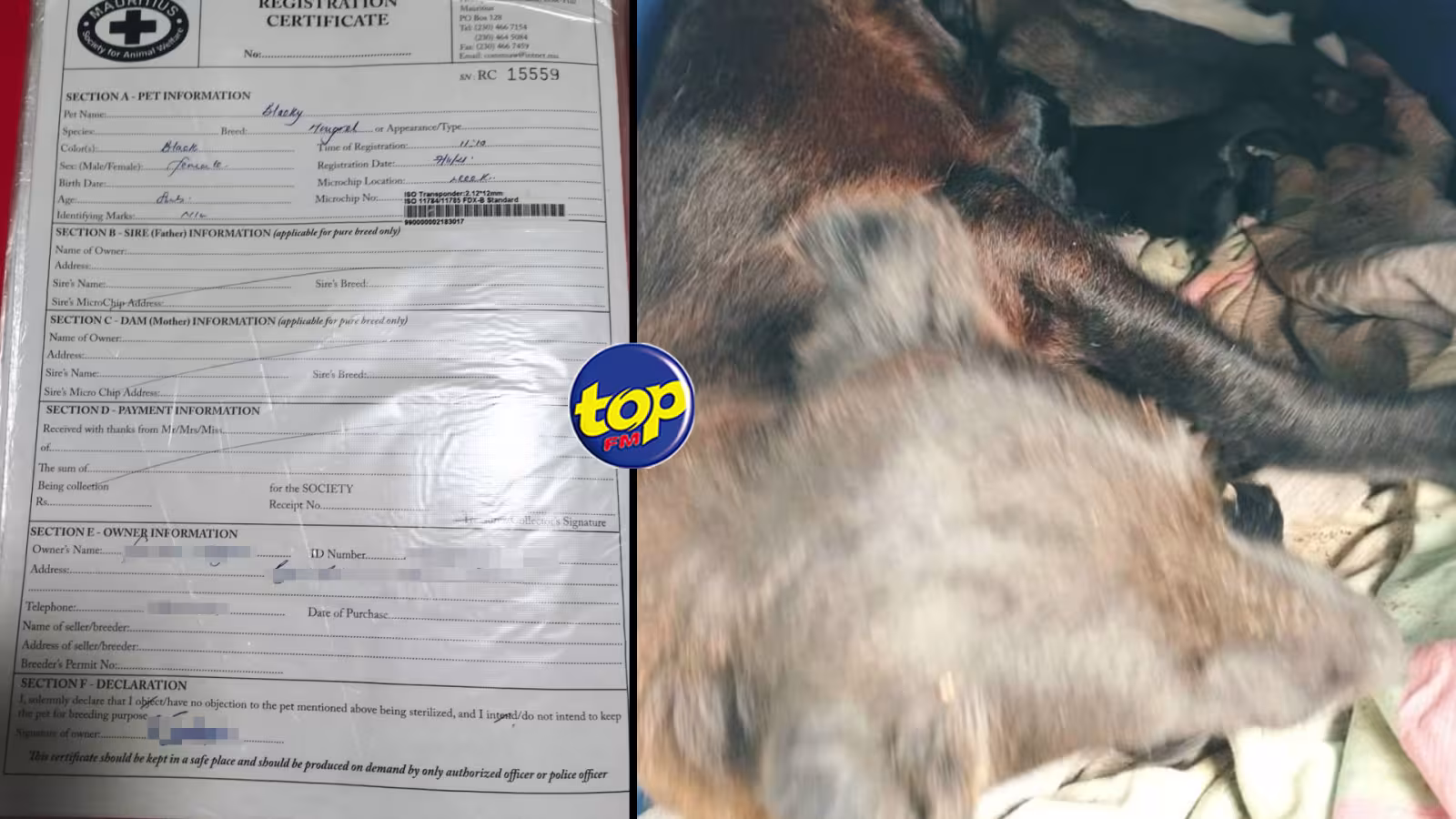 À New Grove : Une chienne stérilisée, donne naissance à des petits…sa propriétaire dans l’incompréhension