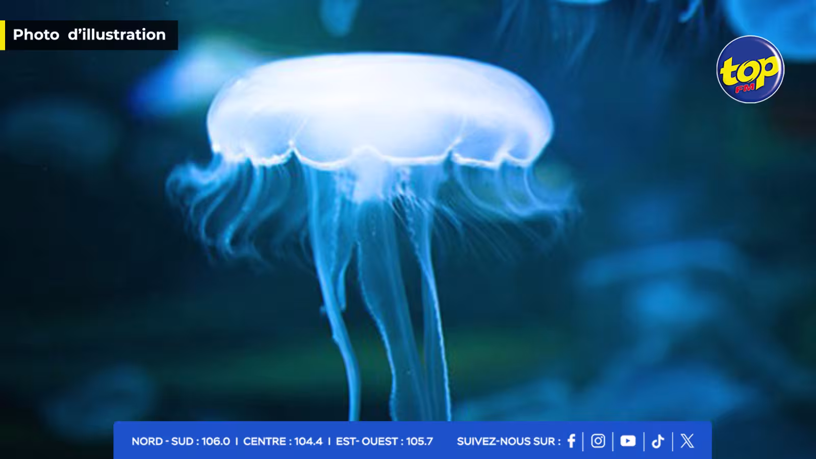 MEDUSES