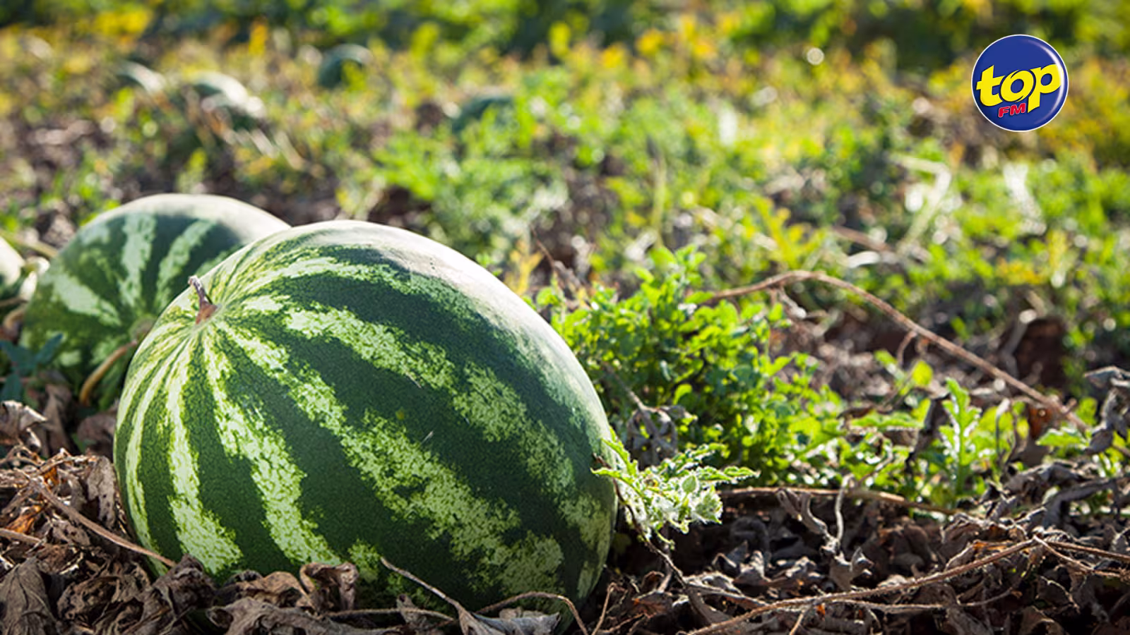 A Olivia : Rs 45 000 de melon d’eau emportés d’une plantation