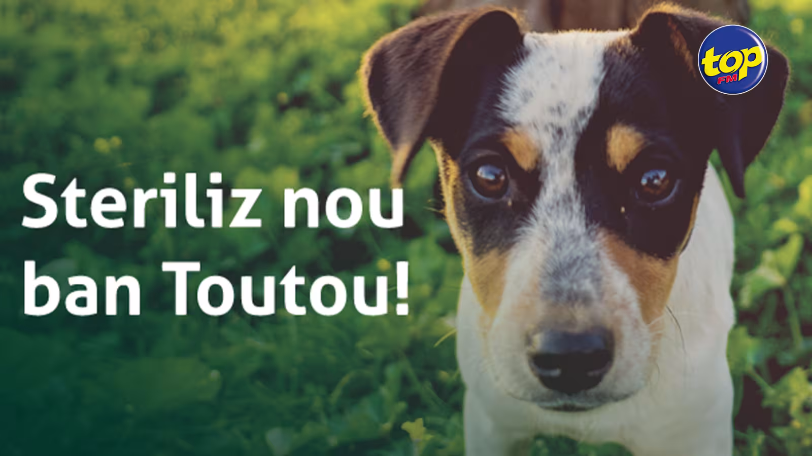 Aucun renouvellement du Memorandum of Understanding (MoU) pour la stérilisation des chiens : l’absence de consultation avec le ministère de l’Agro-industrie, déploré par l’Humane Society International (HSI)