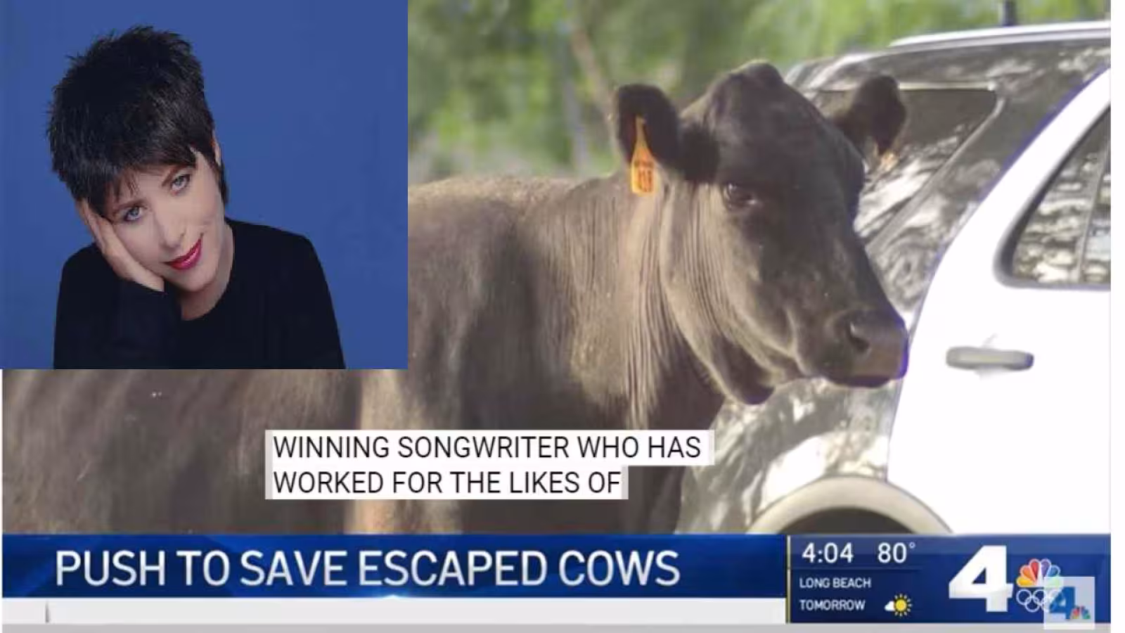Une vache s’échappe à 2 reprises d’un abattoir : Une célèbre Américaine paye pour sa survie