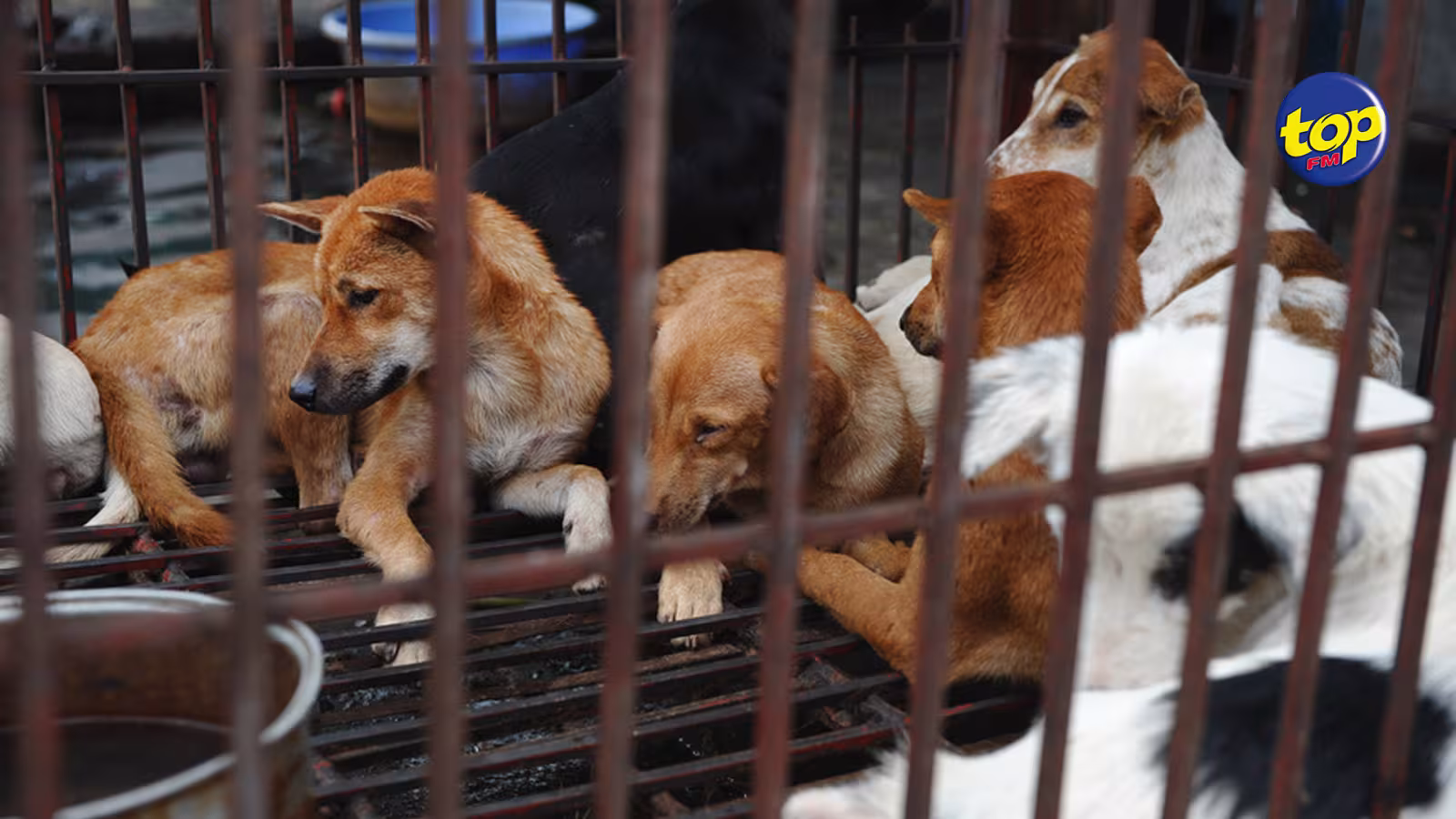 L’Animal Welfare Coalition a rencontré Rashid Ahmine : « Le DPP est un homme qui a l’intérêt des animaux à cœur », dit l’activiste Reda Chamroo