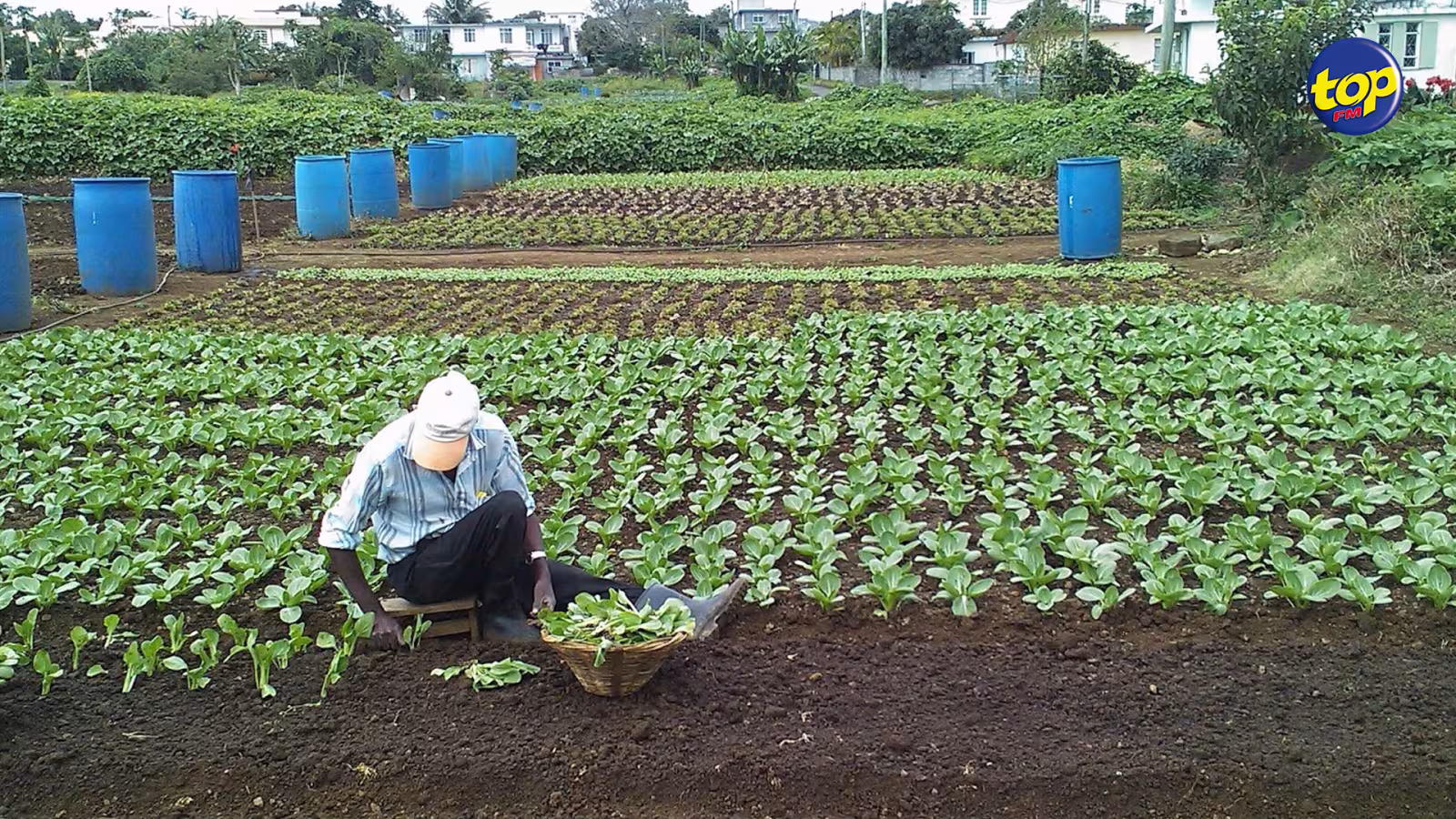 Covid-19 : Les planteurs habitant les zones rouges 1 et 3 autorisés à circuler pour se rendre dans leurs plantations