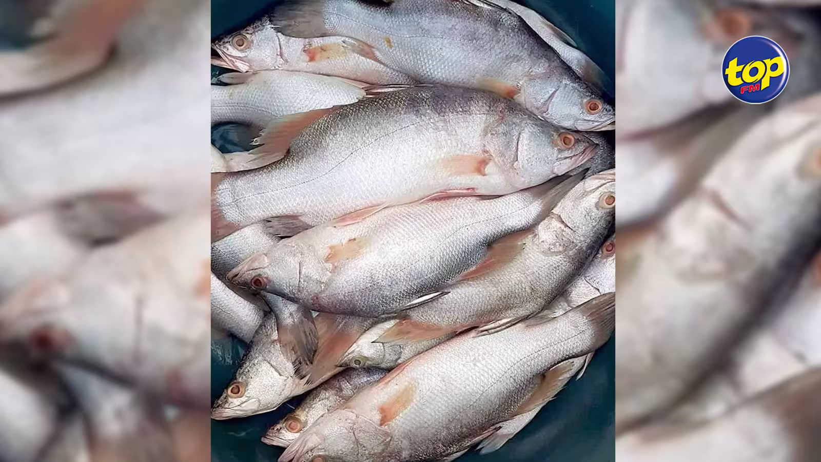 Importation illégale : 3 tonnes de poisson Capitaine saisies
