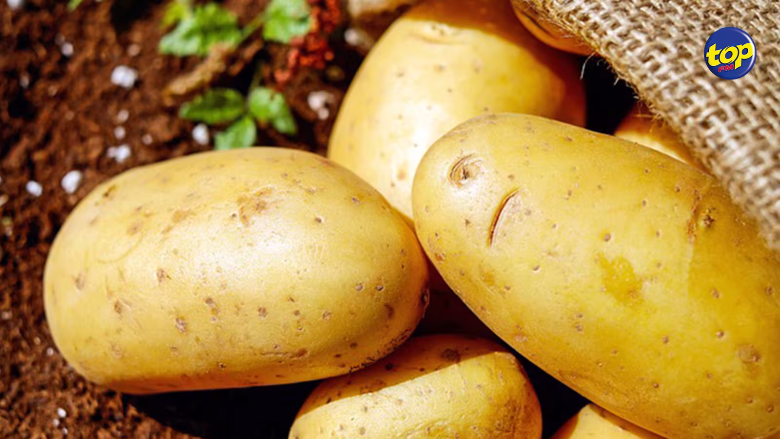 Secteur agricole : « Nou planté pomme de terre dan Moris, mai saison ek grandeur terrains joué contre nou » soutient un petit planteur