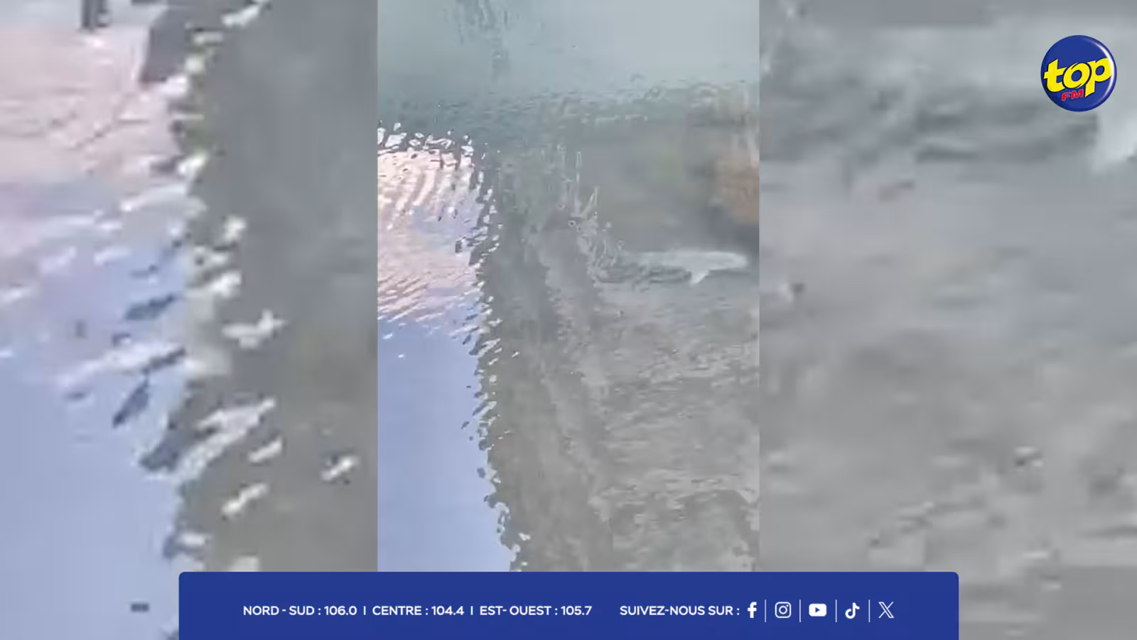 Au Caudan Waterfront : des requins aperçus dans l’eau, une vidéo crée le buzz