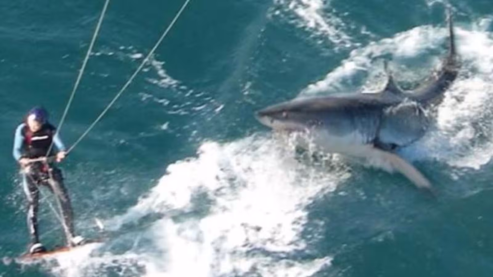 Un requin attaque et tue un touriste en Nouvelle-Calédonie : la police refuse de tirer sur le squale