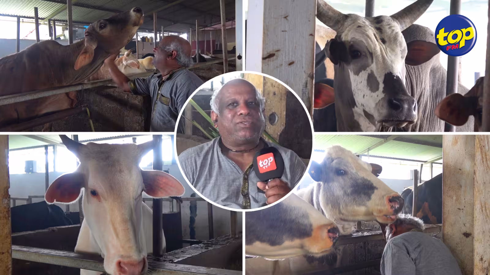 Confinement national : cri de détresse d’un éleveur à Dubreuil qui craint pour la survie de ses 40 vaches, privées de leur ration alimentaire quotidienne