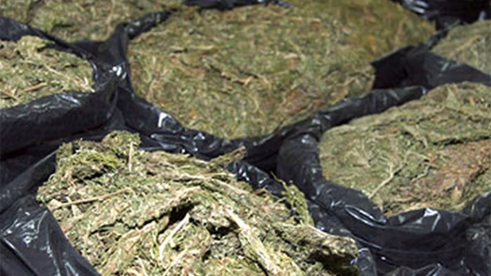 Saisie de drogue : deux Mexicaines arrêtées avec 27 kilos de cannabis