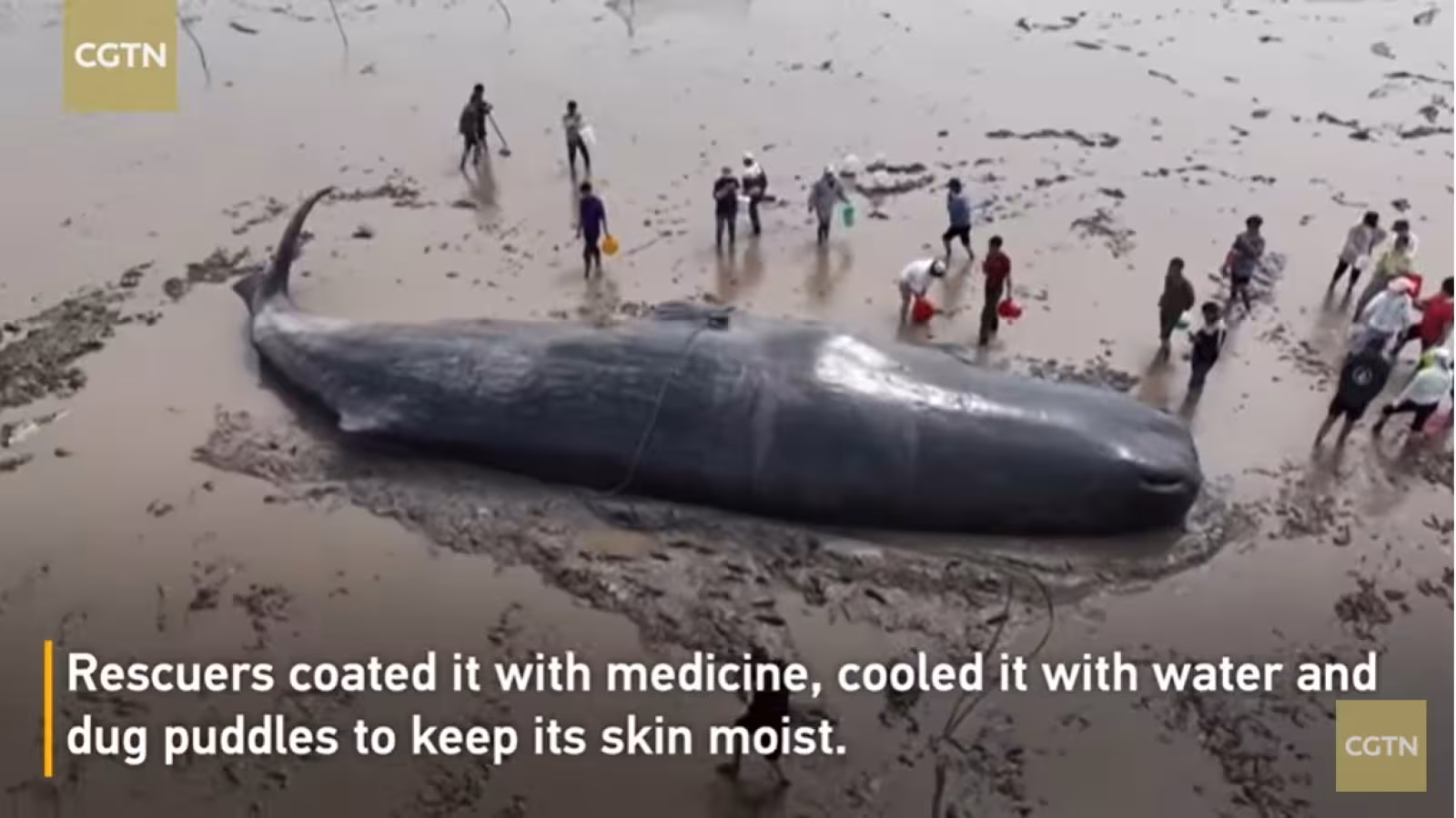 Une baleine échouée de 20 mètres remise à la mer