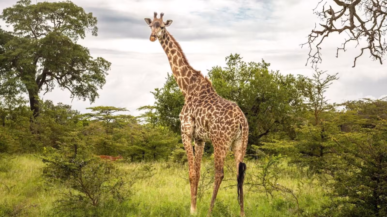 GIRAFFE