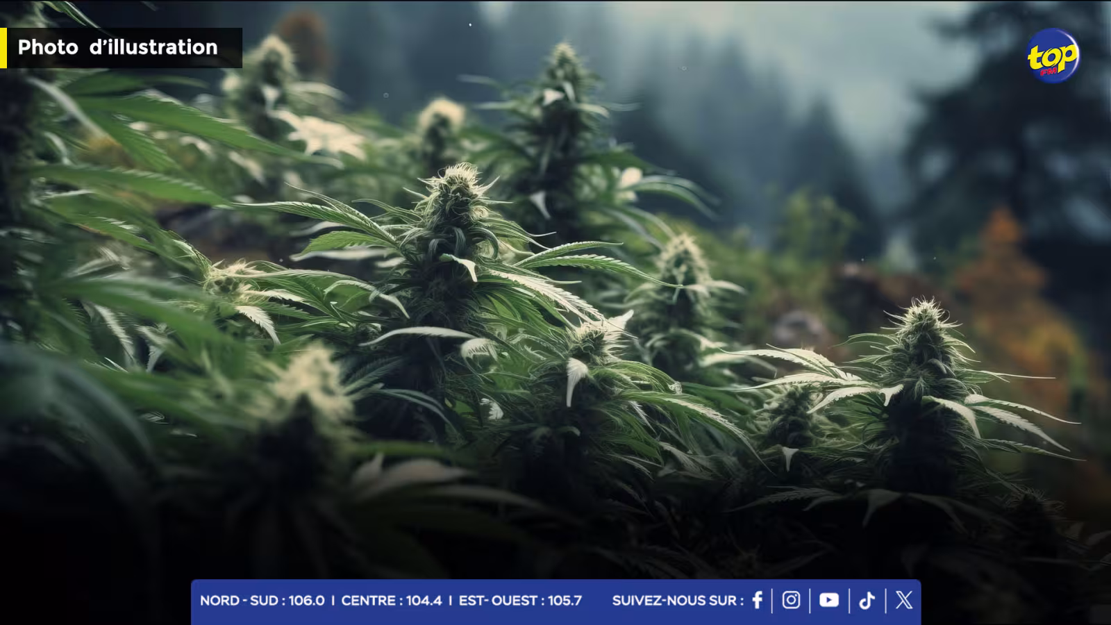 Lutte contre la drogue : l'ADSU déracine plusieurs plants de cannabis à travers l'île