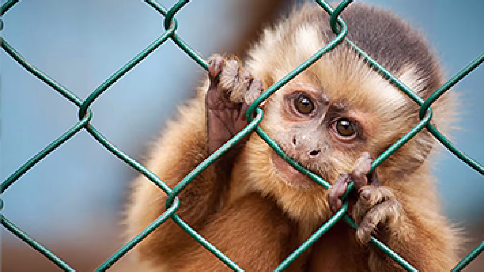 Exportation des singes : Maurice sous le feu des critiques après un nouveau vol vers des laboratoires britanniques