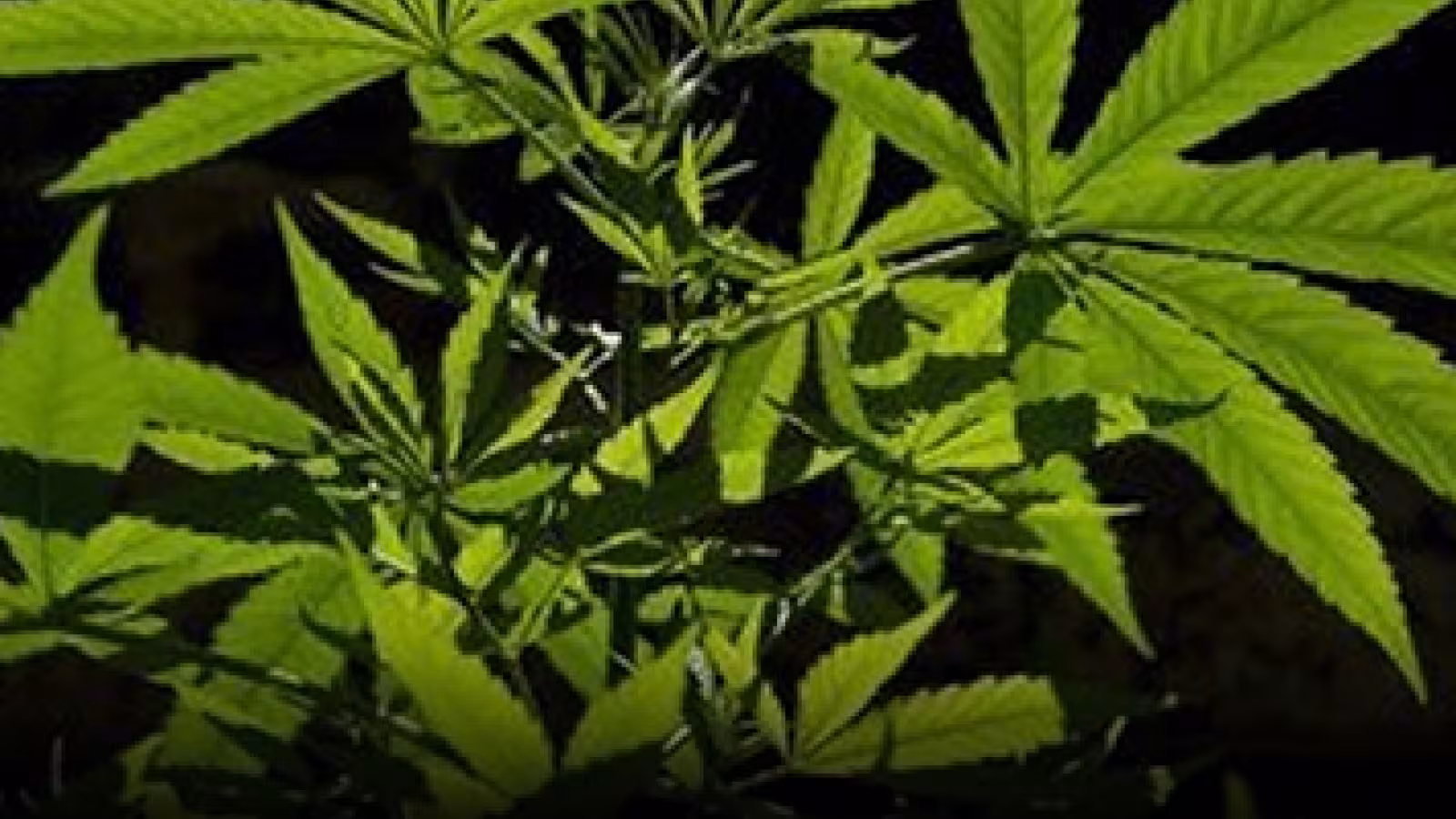 Lutte anti-drogue : plus de 3500 plants de cannabis saisis