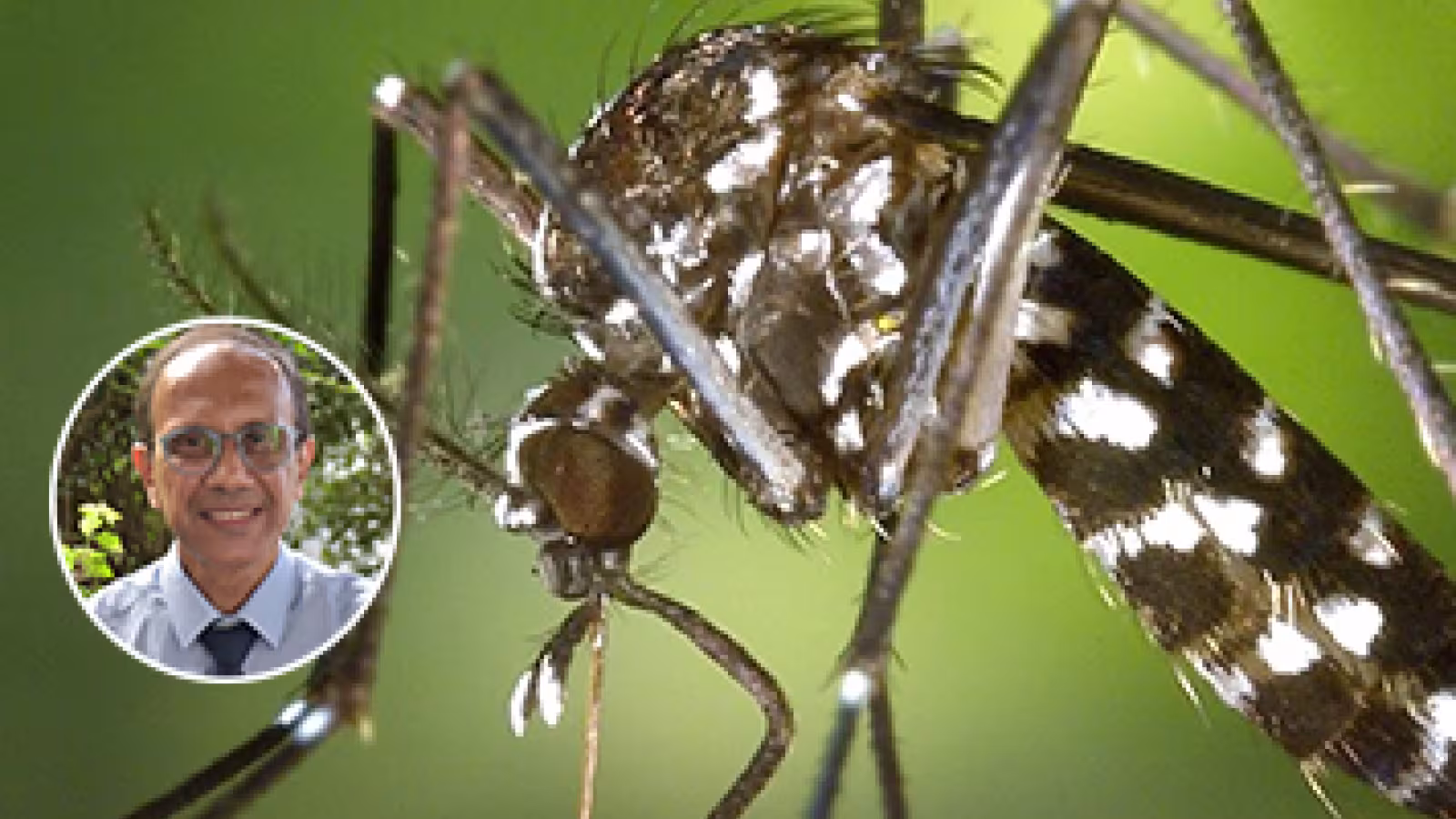 Chikungunya et Dengue : flambée de cas depuis le week-end