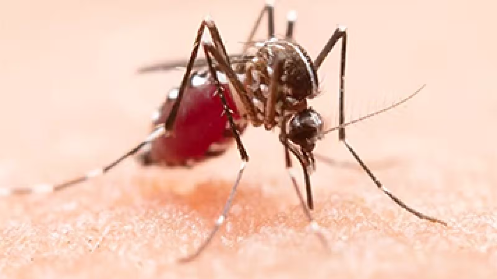 Chikungunya : un deuxième cas recensé à Maurice