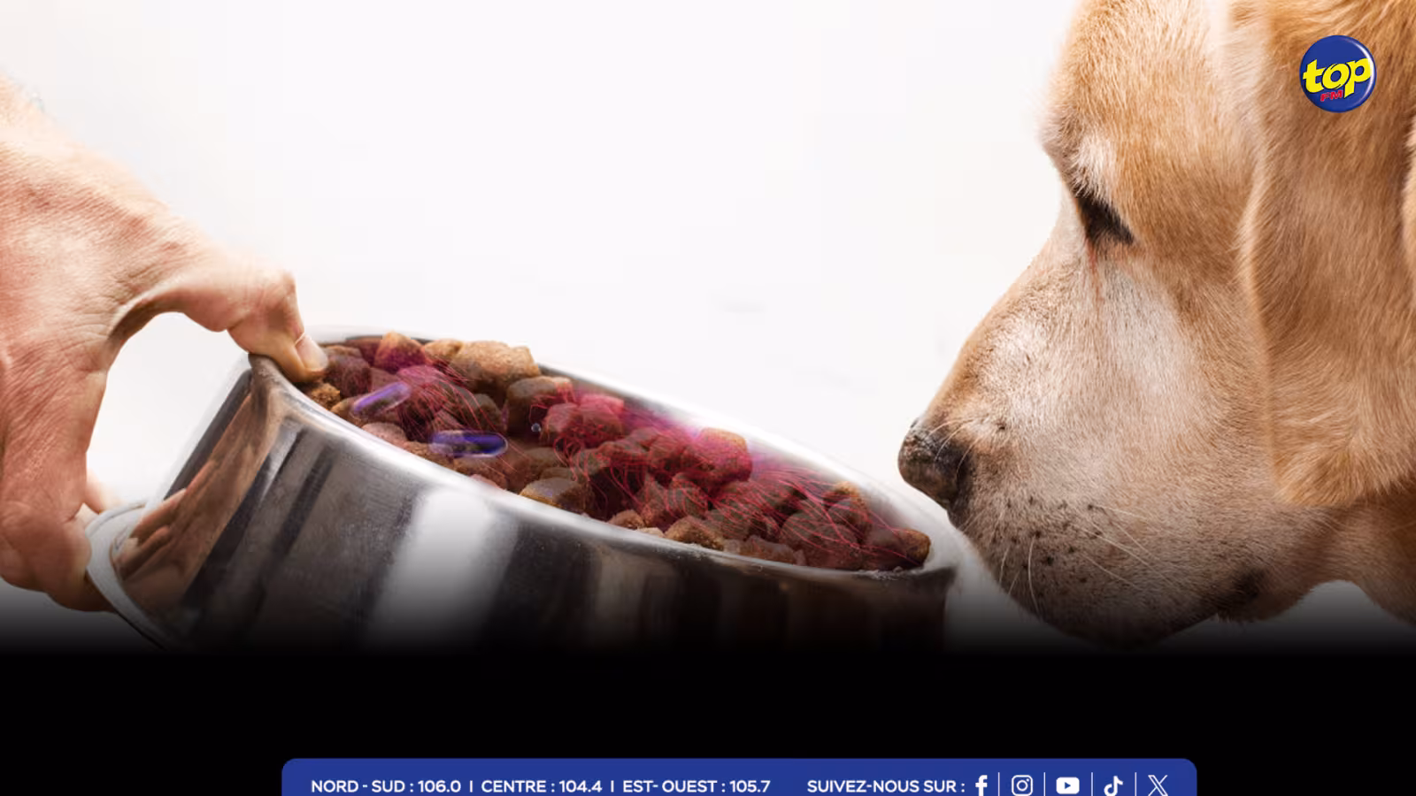 Risque de contamination à la salmonelle : Rappel Conso alerte sur plusieurs marques de croquettes pour chiens en vente à La Réunion