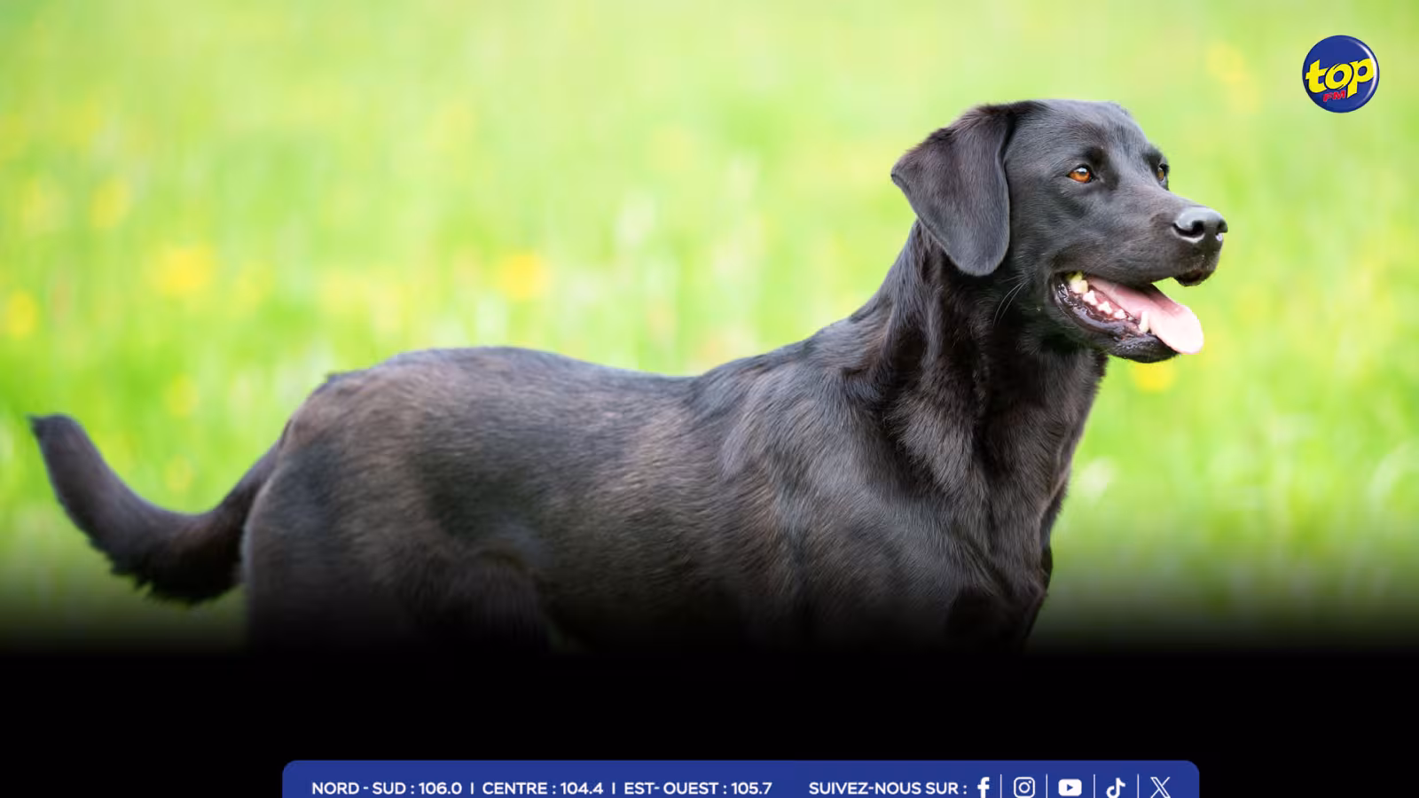 Il a tué l’animal avec un sabre : Un homme arrêté pour cruauté envers un chien à Amaury