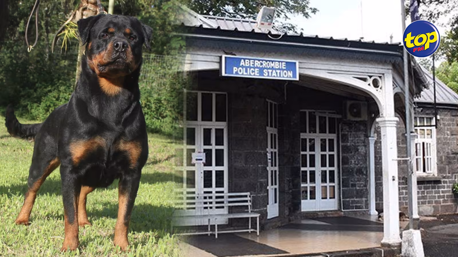 À Sainte-Croix : Un adolescent de 13 ans mordu par un Rottweiler en laisse