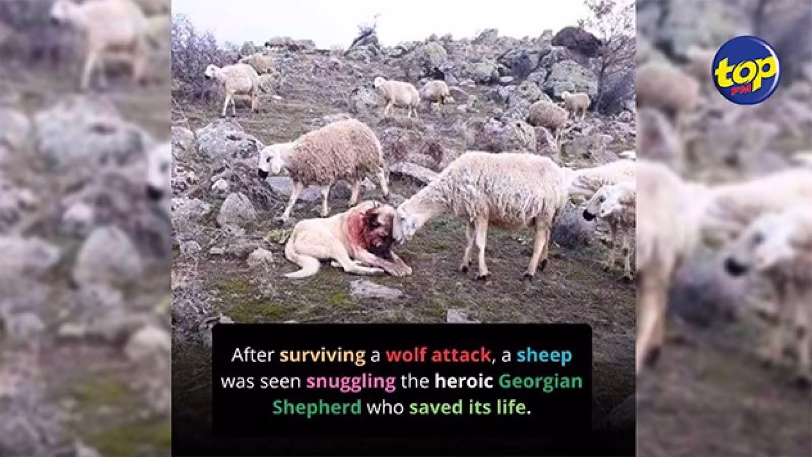 Héros des cimes : un chien de berger géorgien brave une meute de loups pour son troupeau