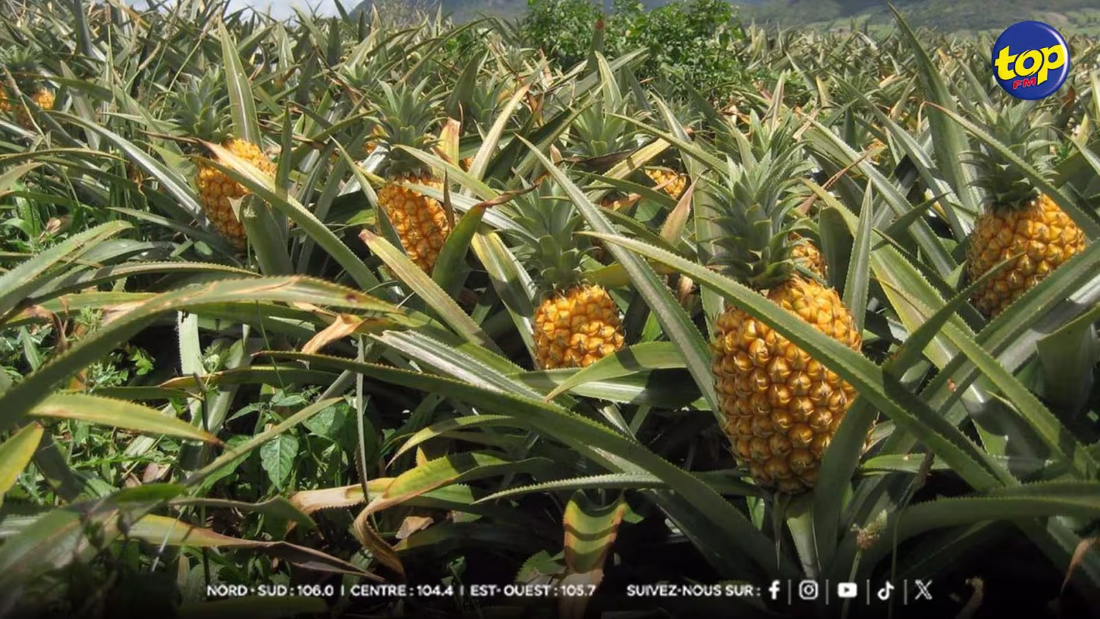 Camp de Masque Pavé : un jeune homme arrêté pour le vol de 36 ananas