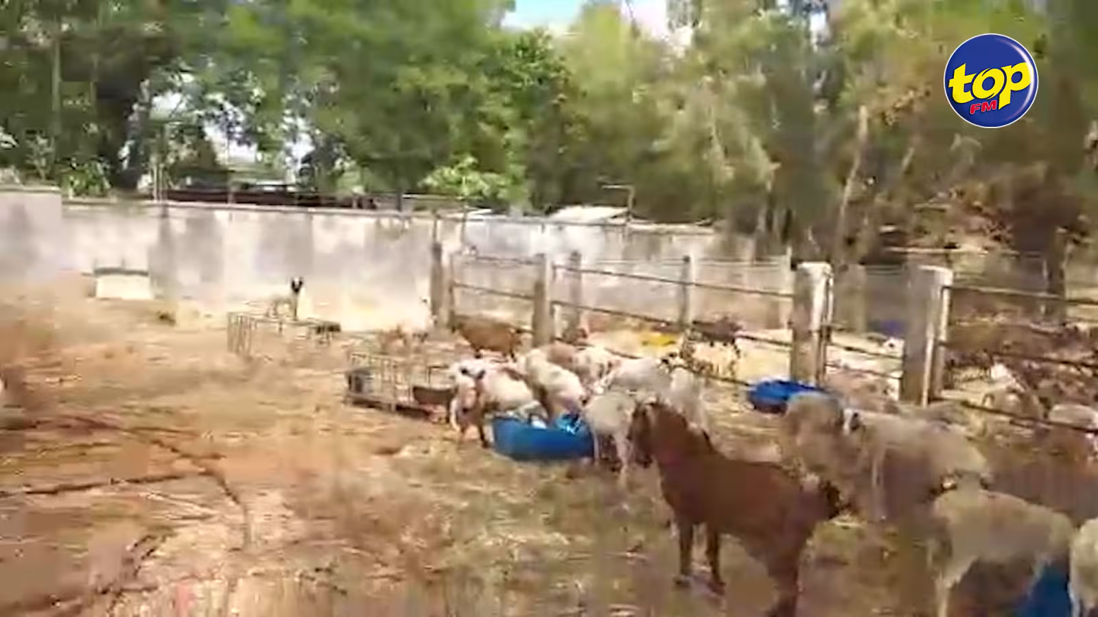 Leur bétails en provenance Rodrigues placés en quarantaine : des éleveurs dénoncent les conditions d’isolement de leurs bêtes