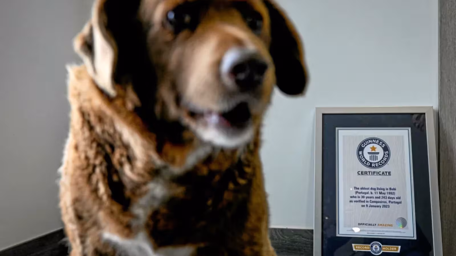 Bobi, sacré le chien le plus vieux du monde, est mort à 31 ans