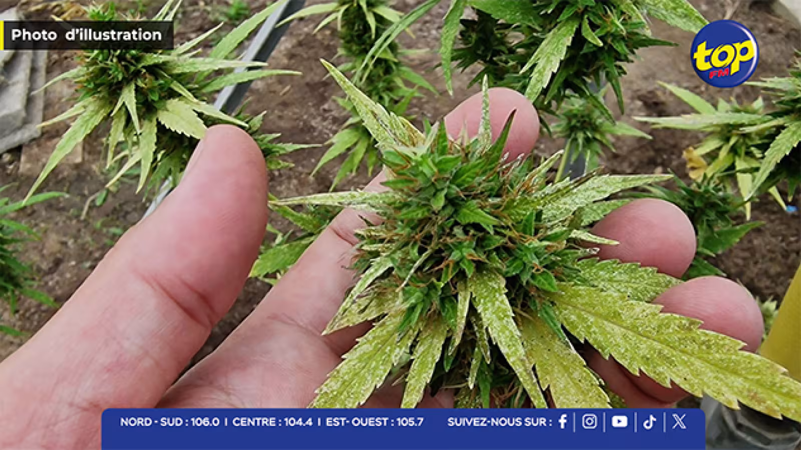 À Montagne Longue : 65 plants de cannabis déracinés par l’ADSU