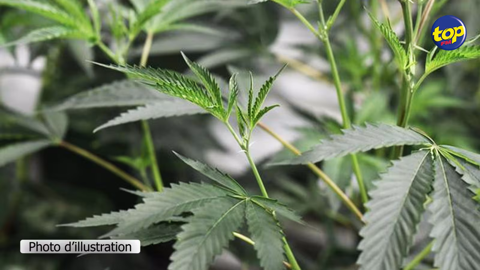 À Cluny : 286 plantes de cannabis déracinés