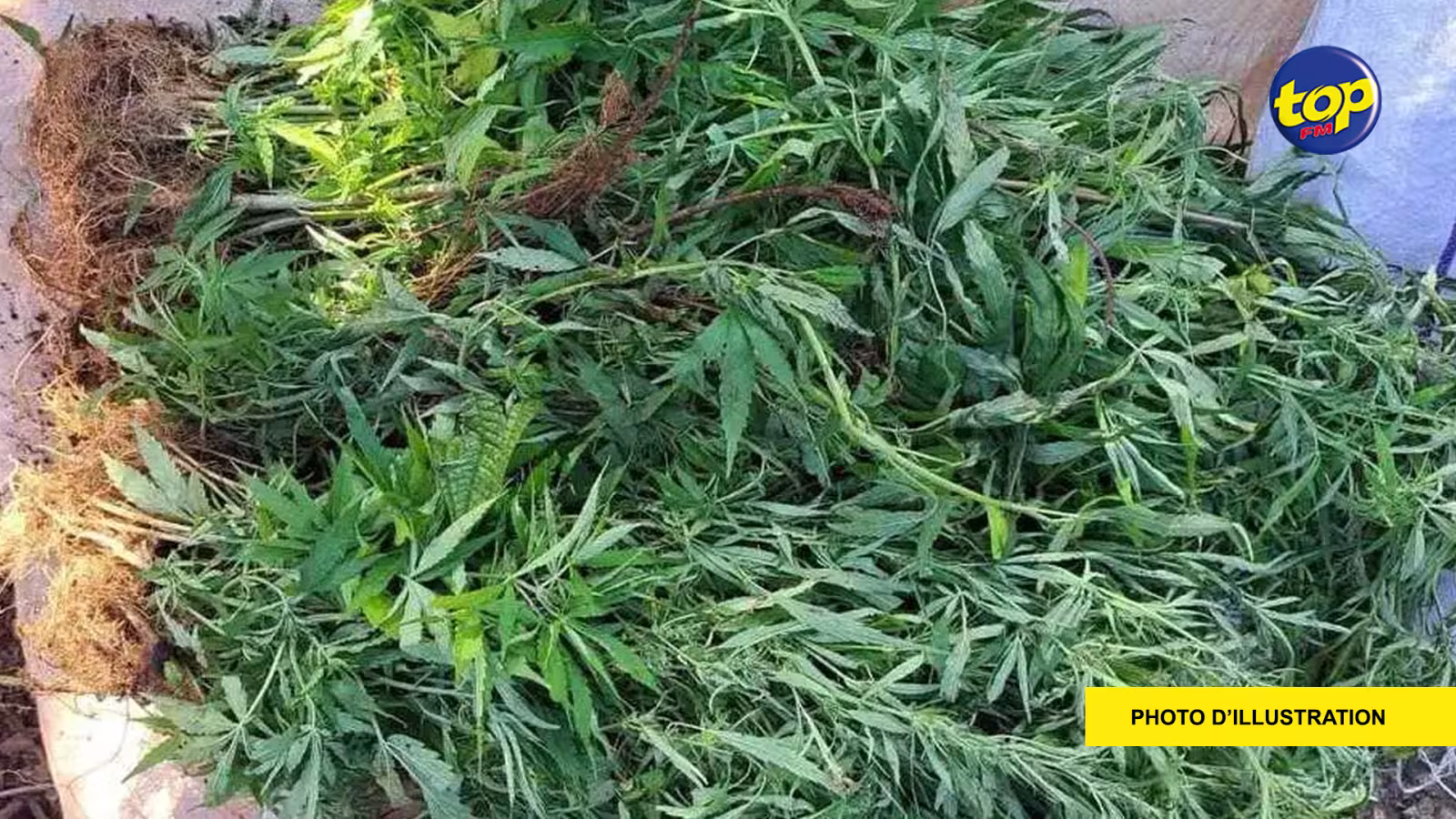 À Congomah : 23 plants de cannabis déracinés