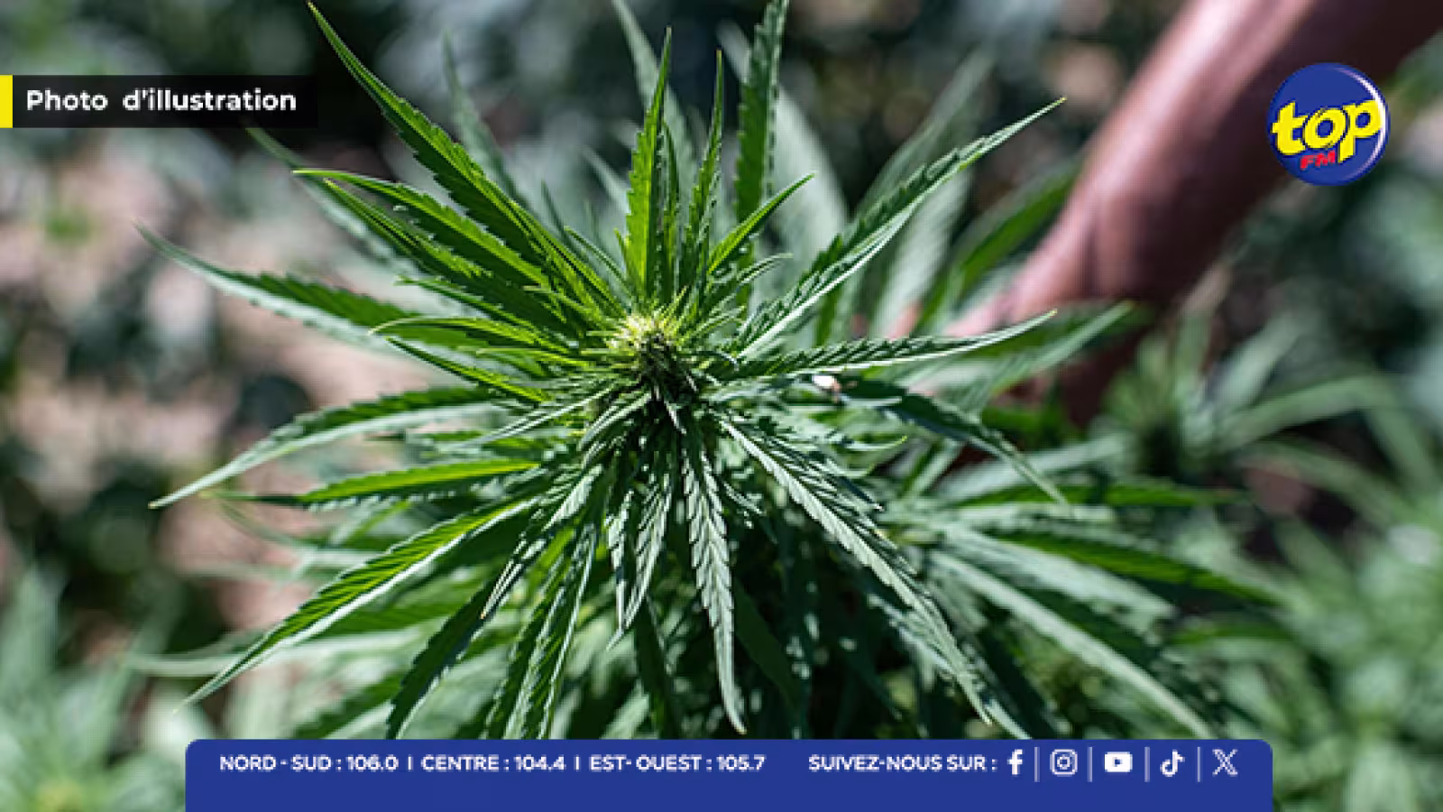 Affaire des 155,7 kilos de cannabis : Kris Chimajee conduit à son domicile de Bambous pour une fouille