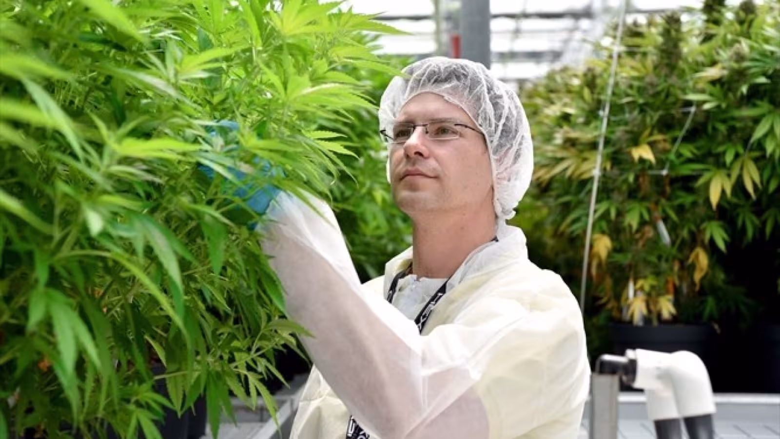 L’ONU reclassifie le cannabis et reconnaît ses propriétés médicales