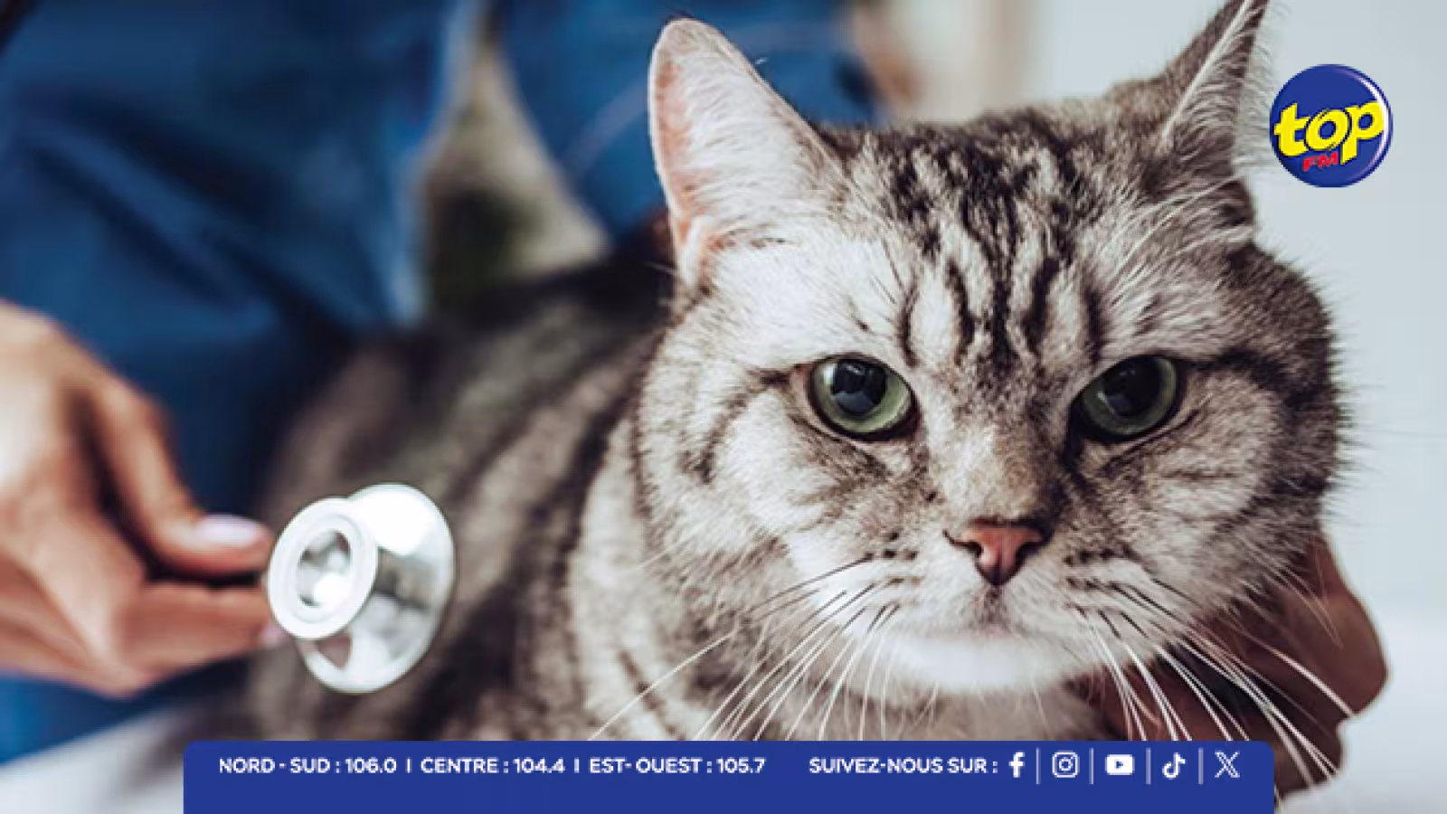 Décès d’un chat post-stérilisation : Un vétérinaire étranger interdit d’exercer au cœur de la controverse, le Veterinary Council monte au créneau