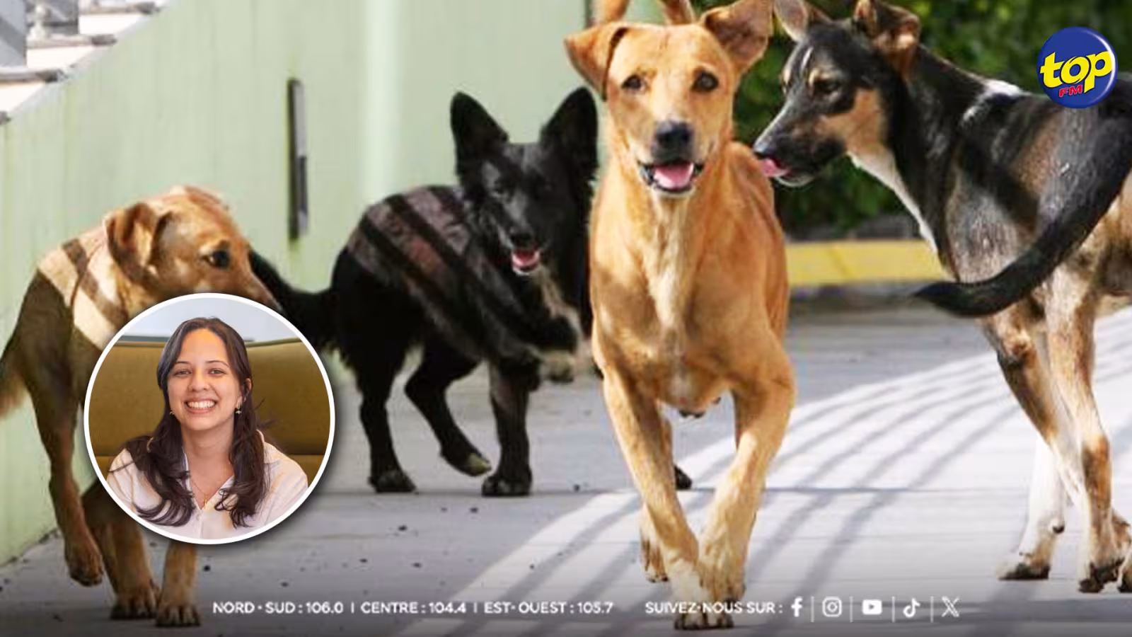 « Stérilisé pas dramatisé » : ANSAM brise le tabou autour de la stérilisation des chiens mâles