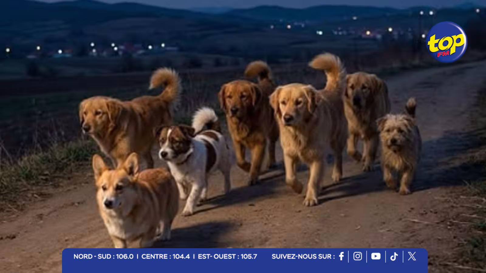17 km pour rentrer chez eux : l’incroyable odyssée de sept chiens rescapés qui fait fondre les internautes