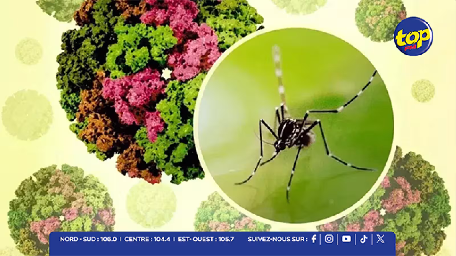 Chikungunya : l’épidémie en forte progression à Beau-Bassin/Rose-Hill