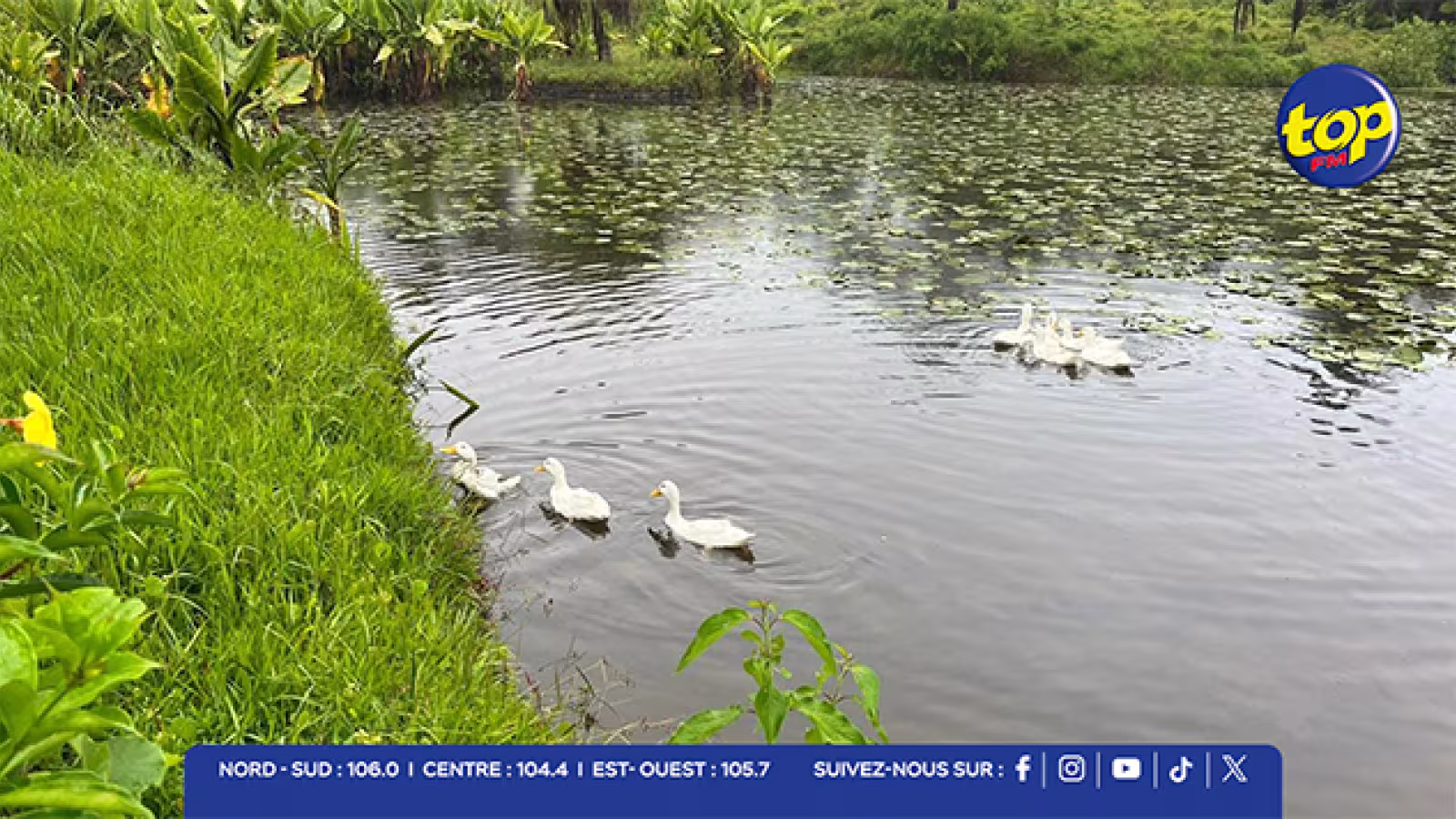Ganga Talao : l’enlèvement des canards fait suite à une requête du président de la MSDTF, Bhojraj Ghoorbin 