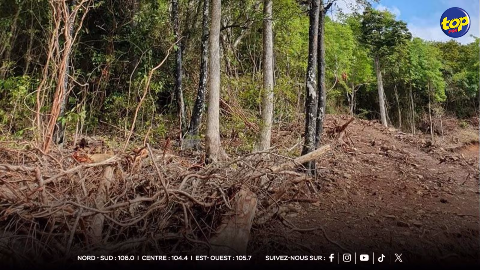 Déforestation à Maurice : « Nous ne pouvons pas continuer à bétonner à outrance », alerte Eco Sud face à un patrimoine naturel en péril