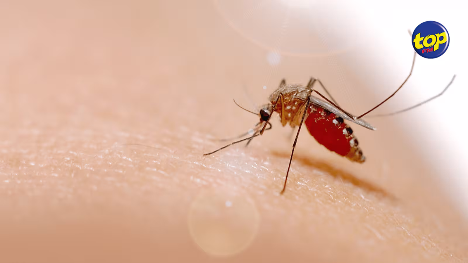 Dengue :  6 cas actifs dans le pays, la lutte contre l’épidémie de la dengue n’est cependant pas terminée