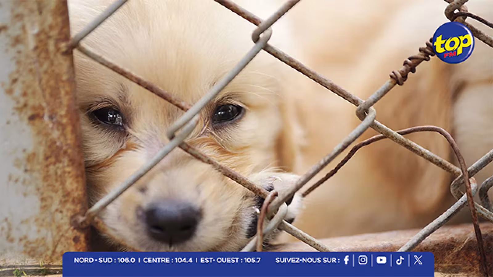 Abandonner un animal en France : 3 ans de prison et 45 000 € d’amende ! 