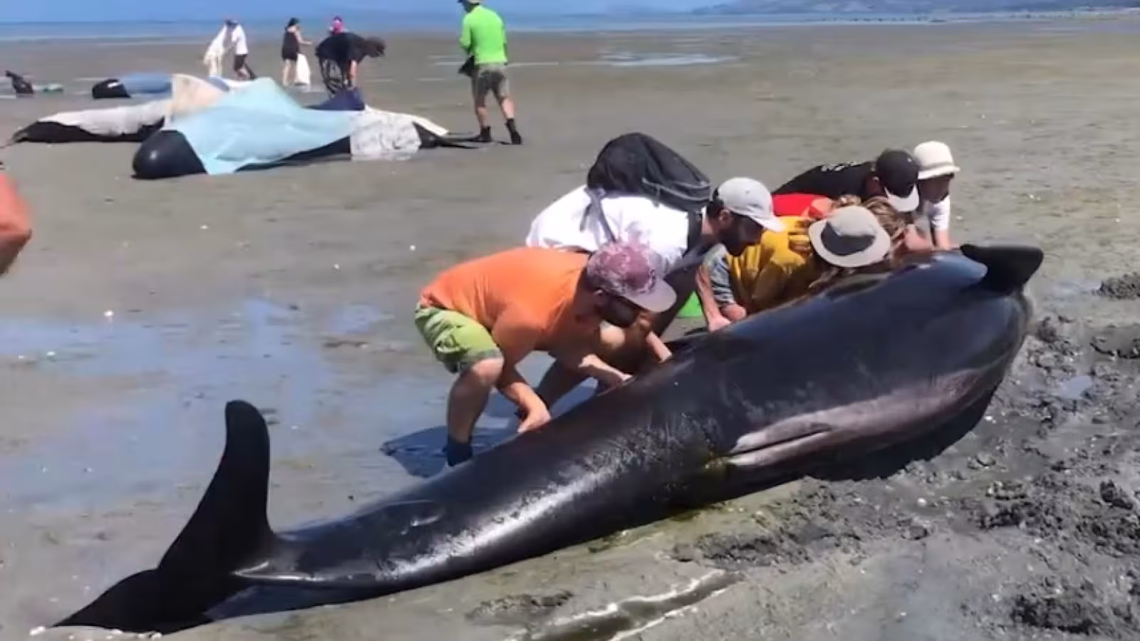 Près de 50 “dauphins-pilotes” mystérieusement échoués en Nouvelle-Zélande