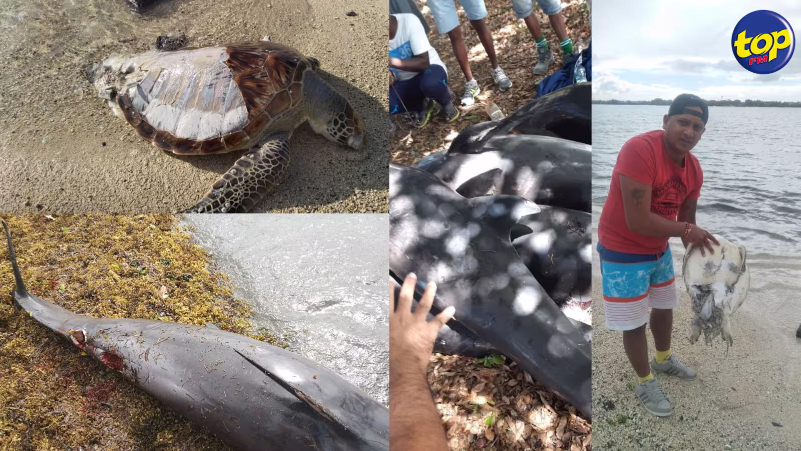 Scène de désolation dans la partie Sud-est du pays depuis ce matin : Une quinzaine de mammifères marins retrouvés morts et plusieurs d’autres en difficulté