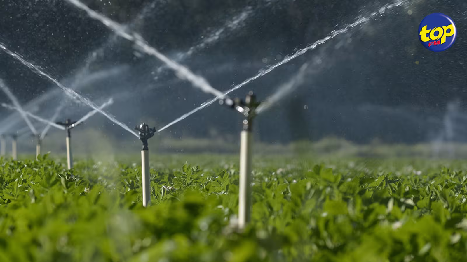 Eau : les ressources en eau utilisées pour irriguer la canne durant des périodes spécifiques