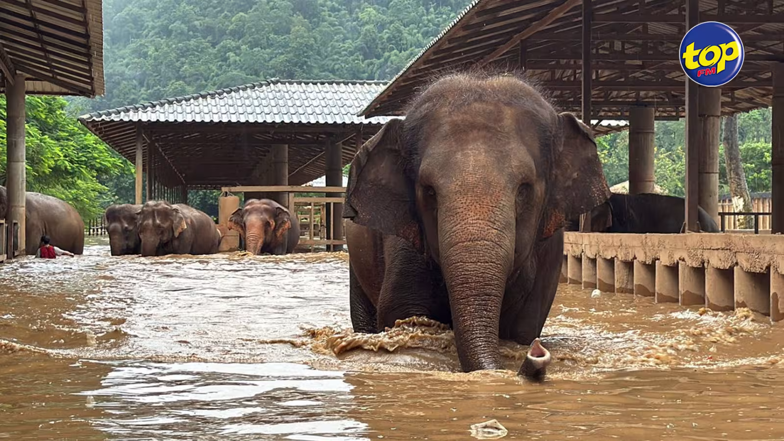 About 100 rescued elephants escape flash floods at popular sanctuary in northern Thailand
