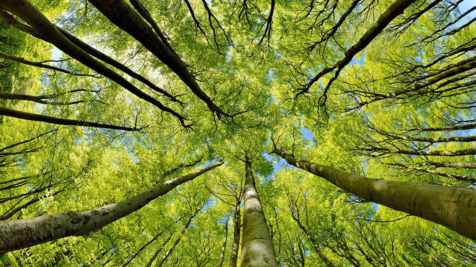 Journée Internationale des forêts
